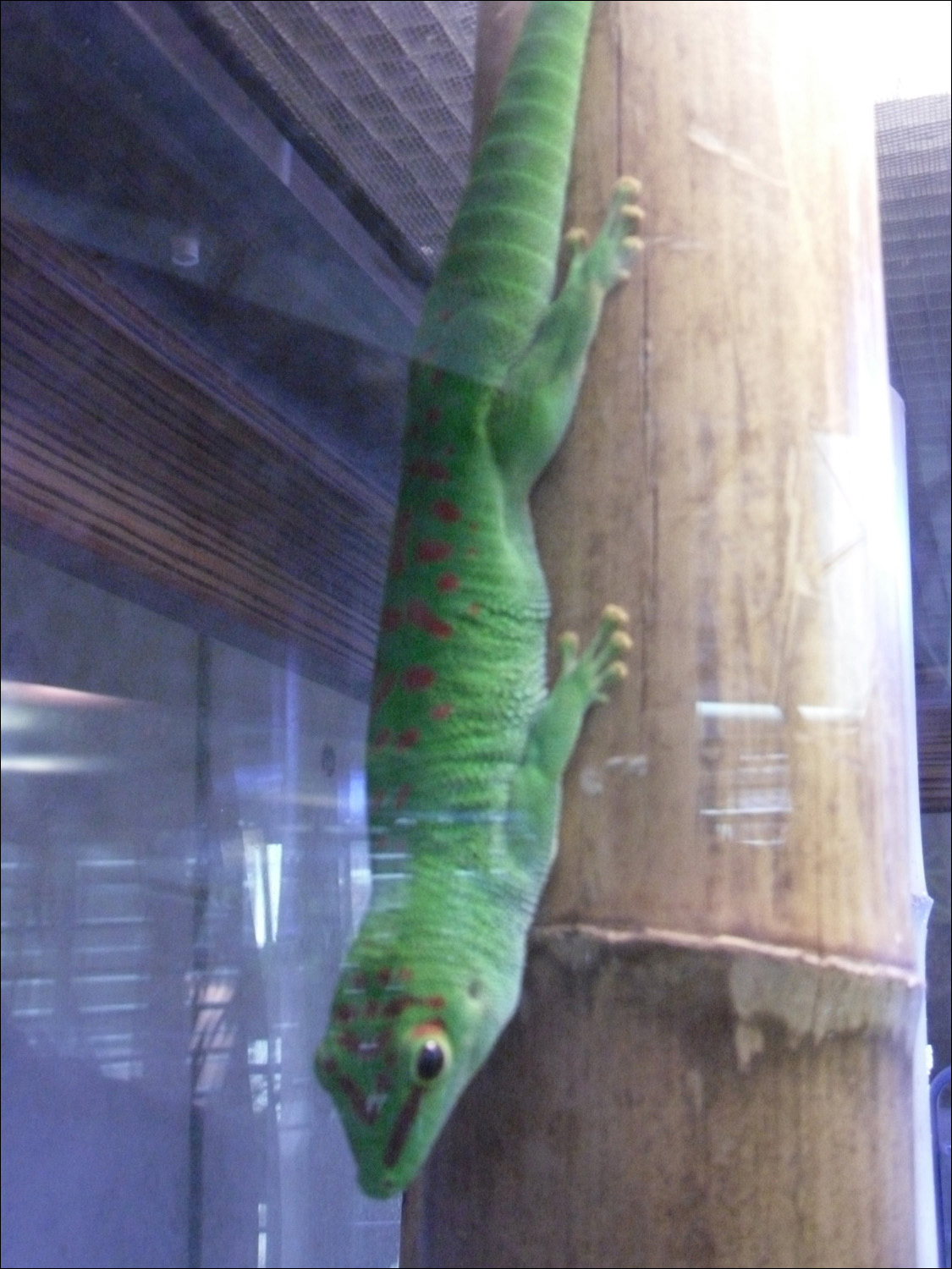 gecko